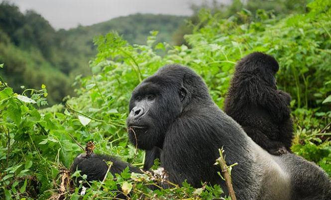 7 Days Rwanda-Uganda Gorilla & Chimp Trekking